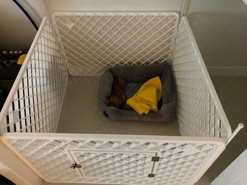 Totaalpakket puppy beschikbaar voor biedingen