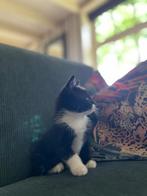 Poes 7weken - boerderijkat, Dieren en Toebehoren, Katten en Kittens | Overige Katten, Poes, Kortharig, 0 tot 2 jaar