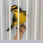 Mozambiquesijs Man 2024, Mannelijk, Tropenvogel, Geringd