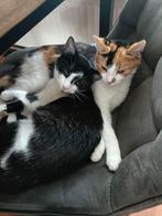 2 speelse katjes van ruim 5 maanden, Dieren en Toebehoren, Katten en Kittens | Overige Katten, Poes