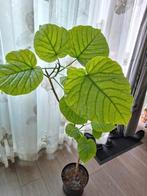 Hoge ficus umbelatta, Ophalen, Ficus