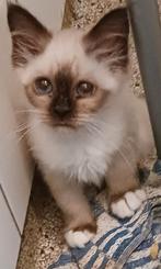 Heilige birmaan kittens., Meerdere dieren, Ontwormd, 0 tot 2 jaar