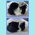 Twee jonge cavia mannetjes peruvian, Dieren en Toebehoren, Knaagdieren, September, Mannelijk, Cavia