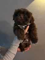 Te koop: Lieve Boomer pup Choco, Meerdere, Nederland, Particulier, Reu
