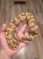 Chocolate Fire Hypo vrouwtje 2025 Koningspython, Dieren en Toebehoren, Reptielen en Amfibieën, Slang, 0 tot 2 jaar