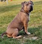 Amerikaanse Bully  pups  xl te koop, Dieren en Toebehoren, Bulldog, Meerdere, Meerdere dieren, Nederland