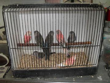bourks30 aug op beurs nrd wijkerhout/nu thuis beschikbaar voor biedingen