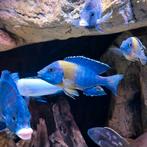 Volwassen aulonocara stuartgranti man Malawi cichliden, Vis