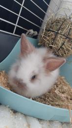 Oscar een lief baardkonijntje rammetje, Dieren en Toebehoren, Konijnen, Mannelijk, Dwerg