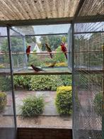 Pennant rosella, Dieren en Toebehoren, Vogels | Parkieten en Papegaaien, Meerdere dieren, Parkiet, Geringd