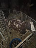Mooie bonte ram, Mannelijk, Schaap