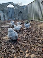 Cochin kriel kippen grijs, Dieren en Toebehoren, Meerdere dieren, Kip