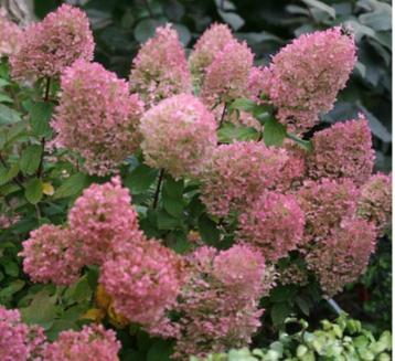 Pluimhortensia Bobo beschikbaar voor biedingen