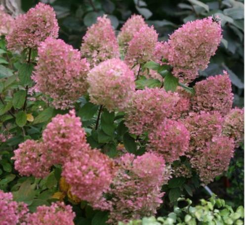 Pluimhortensia Bobo, Tuin en Terras, Planten | Struiken en Hagen, Struik, Hortensia, Minder dan 100 cm, Ophalen of Verzenden