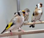Majoor putters, Dieren en Toebehoren, Vogels | Overige Vogels, Meerdere dieren