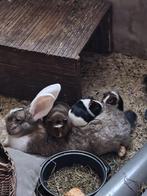 Jonge cavia beertjes te koop, Dieren en Toebehoren, Cavia, Augustus, Mannelijk, Tam