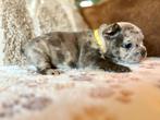 Franse bulldog pups uit eenmalig nestje thuis geboren, Dieren en Toebehoren, Rabiës (hondsdolheid), 8 tot 15 weken, Bulldog, Meerdere
