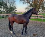 Ruiter gezocht voor talentvolle dressuurpaarden, Dieren en Toebehoren, Ophalen of Verzenden