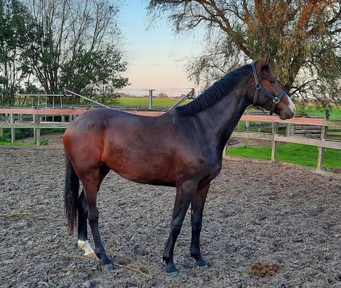 Ruiter gezocht voor talentvolle dressuurpaarden, Dieren en Toebehoren, Paarden en Pony's | Overige Paardenspullen, Ophalen of Verzenden