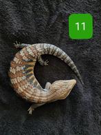 Jonge Blauwtong Skink - Tiliqua Scincoides Intermedia, Hagedis, 0 tot 2 jaar