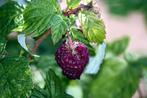 Restpartij 15 frambozen in soorten en kleuren, Volle zon, Vaste plant, Ophalen of Verzenden, Zomer