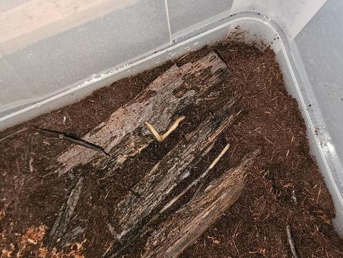 Miljoenpoten, Dieren en Toebehoren, Reptielen en Amfibieën | Toebehoren, Nieuw, Terrarium of Paludarium, Ophalen