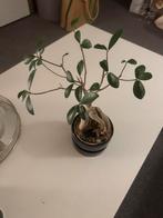 Ficus met pot Ikea, Huis en Inrichting, Kamerplanten, Ophalen, Ficus, Halfschaduw, In pot