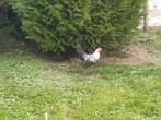 Chabo haantje, Dieren en Toebehoren, Pluimvee, Mannelijk, Kip