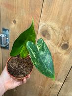 Alocasia zebrina variegata plant mint albo white wit, Ophalen of Verzenden, Halfschaduw, Minder dan 100 cm