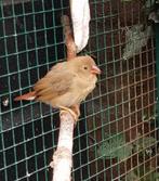 Jonge binsenastrilde, Geslacht onbekend, Tropenvogel