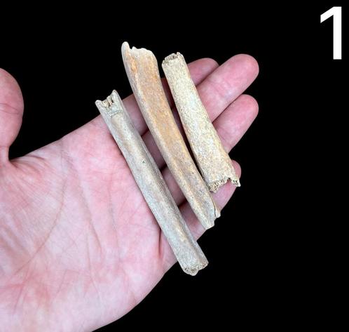 Holenbeer ribben Oostenrijk 1, Verzamelen, Mineralen en Fossielen, Fossiel, Ophalen of Verzenden