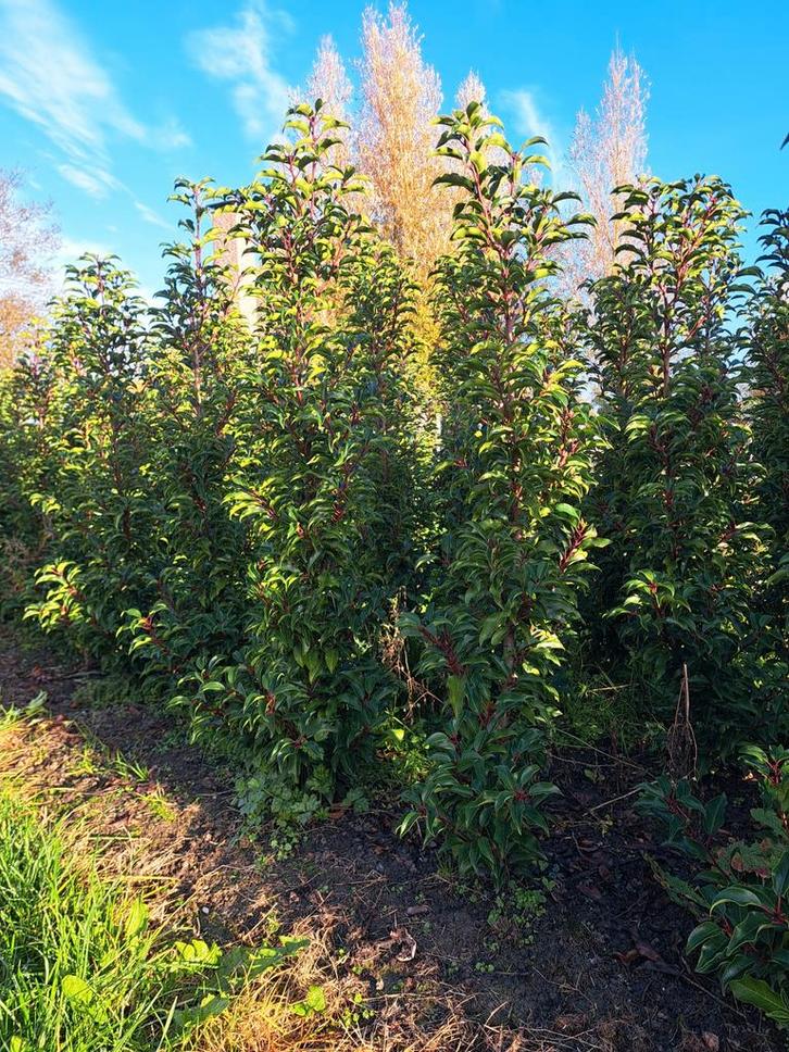 Portugese Laurier haagplant, Tuin en Terras, Planten | Bomen, Ophalen