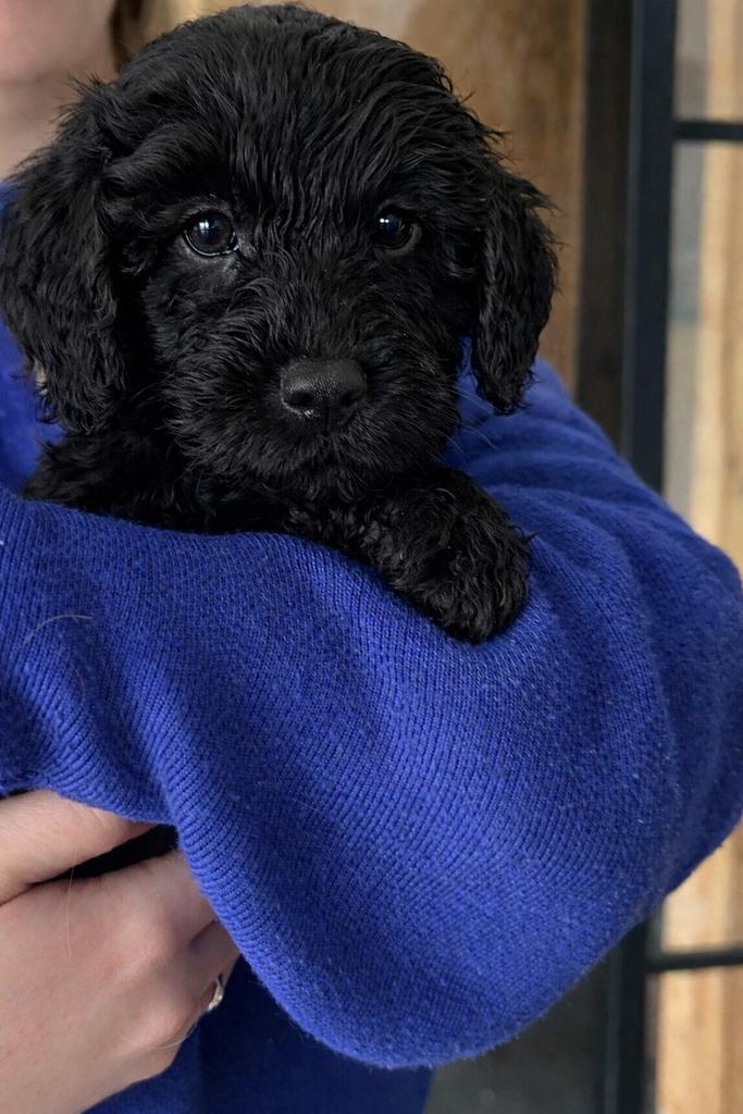 Labradoodle pup multigen fleece mini/midi in huis met moeder, Dieren en Toebehoren, Honden | Niet-rashonden, Middel, Meerdere dieren