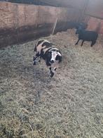 Schapen ram, Dieren en Toebehoren, Mannelijk, Schaap