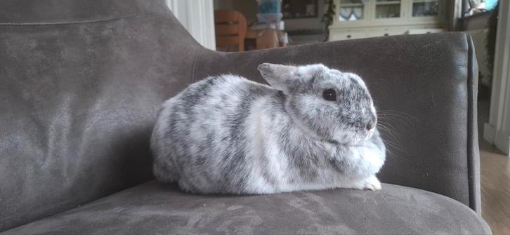 Lief en leuk dwerg konijntje, Dieren en Toebehoren, Konijnen, Dwerg, Vrouwelijk, 0 tot 2 jaar
