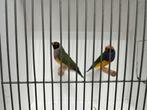 Koppel gouldamadine, Dieren en Toebehoren, Vogels | Overige Vogels, Meerdere dieren, Tropenvogel