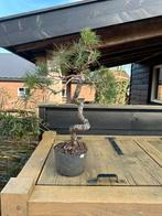 Pre bonsai pinus (literaat), Minder dan 100 cm, Overige soorten, Ophalen of Verzenden