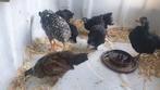 Kippen / kuikens 3 maanden oud, per stuk €12,50, Meerdere dieren, Kip