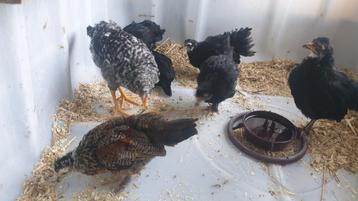 Kippen / kuikens 3 maanden oud, per stuk €12,50 beschikbaar voor biedingen