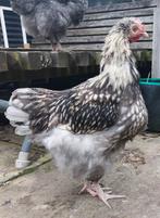 Jonge gezoomde Orpington haan (groot), Dieren en Toebehoren, Pluimvee, Mannelijk, Kip