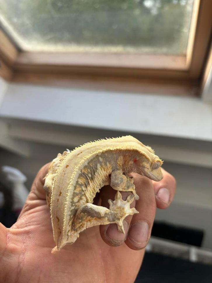 Lilly white Wimpergekko