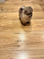 Pomeriaan puppy, Augustus, Mannelijk