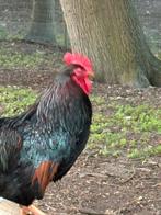 Barnevelder haan dubbel gezoomd, Mannelijk, Kip