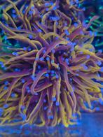 Euphyllia torche zeeaquarium koraal stekken, Overige typen