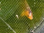 Vijver vissen, Dieren en Toebehoren, Vissen | Vijvervissen, Karper of Koi
