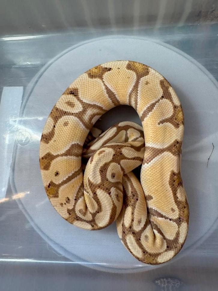 Python regius - Banana 100% het clown