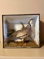 Diorama opgezette vogel, Ophalen of Verzenden