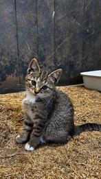 Mooie en makke Boerderij kittens, Dieren en Toebehoren, Katten en Kittens | Overige Katten