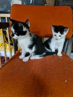Lieve speelse kittens zwart/wit, Dieren en Toebehoren, Katten en Kittens | Raskatten | Korthaar