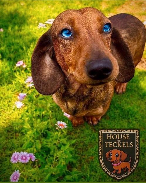 Dwerg teckel 3 jaar zoekt nieuw huis, Dieren en Toebehoren, Honden | Teckels en Dashonden, Teef, Korthaar, Dwerg, Particulier